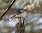 White-Breasted Nuthatch Stock Photos. Nuthatch close-up profile view perched on a tree stump with a blur background in its