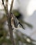 White-Breasted Nuthatch Stock Photos. Nuthatch Image. Close-up profile view perched on a branch with a blur background in its