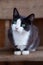 White-breasted smoky cat sits on wooden bench