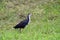 White breasted water hen, Amaurornis phoenicurus