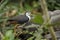 White-breasted Waterhen - Amaurornis phoenicurus