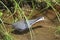 White-breasted waterhen, Amaurornis phoenicurus