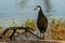 White breasted waterhen or Amaurornis phoenicurus in beautiful blue water background at keoladeo national park or bird sanctuary