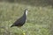 White-breasted waterhen, Amaurornis phoenicurus, closeup