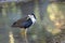 White breasted waterhen, Amaurornis phoenicurus, in Southeast Asia