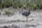 White breasted Waterhen Amaurornis phoenicurus walking