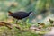 White breasted Waterhen (Amaurornis phoenicurus) walking