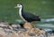 White-breasted Waterhen - Amaurornis phoenicurus waterbird of the rail and crake family, Rallidae, widely distributed across South