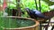 White-breasted Waterhen bird taking a bath on blurred garden background