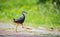 White-breasted waterhen crosses the pathway to search for food