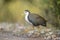 White-breasted Waterhen crossing the road at bharatpur