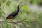 White-breasted Waterhen nesting