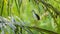 White-breasted Waterhen standing on the fronds