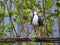 White-breasted Waterhen, Standing and sunbathing on a bamboo perch