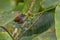 White-breasted Wood-wren - Henicorhina leucosticta