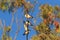 white-breasted woodswallow (Artamus leucorynchus) Australia