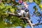 White-breasted Woodswallow in Queensland Australia