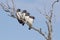 White-breasted woodswallows (Artemus leucorynchus)