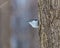 White Breated Nuthatch