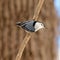 White Breated Nuthatch