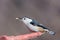 White Breated Nuthatch