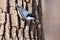 White Breated Nuthatch