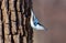 White Breated Nuthatch