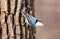 White Breated Nuthatch