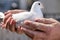 White breeding pigeon, man holds in his hands