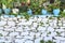 White bricks on wall with potted flowers in Sirince village, Izmir