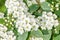 White bride flowers, Gypsophila