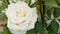 White brier rose flower on bush, sun flares
