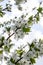 White bright cherry blossoms on a branch