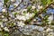 White bright cherry blossoms on a branch