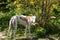 White/brindle galgo dog stands in a garden