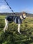 White and brindle greyhound in navy and cream dog coat and dog jumper.