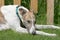 White and brindle pet greyhound dog relaxes in in the garden sunshine