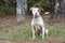 White and brindle young male Pitbull Terrier dog sitting down outside on leash