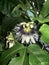 White brinjal flower