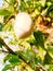 a  white brinjal on plant