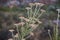 `White Bristle Bush` or `Blombos` branch closeup