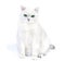 White british cat