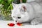 A white British cat sniffs the petals of a red tulip.