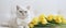 White British cat in a yellow bow tie, Generative AI