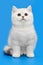 White British kitten on a blue background