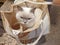 White british shorthair cat sitting inside a canvas bag