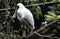 White Broadbill Bird