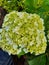 a white broccoli flower in the green garden