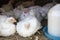 White broiler chickens in cage at poultry farm