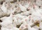 White broiler chickens at the poultry farm